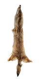 COYOTE