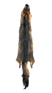 GREY FOX