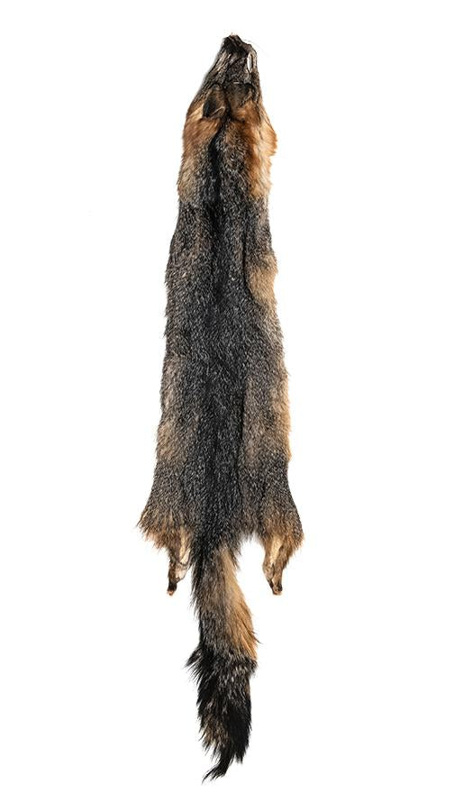 GREY FOX