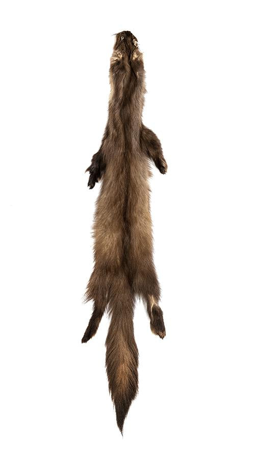 MARTEN