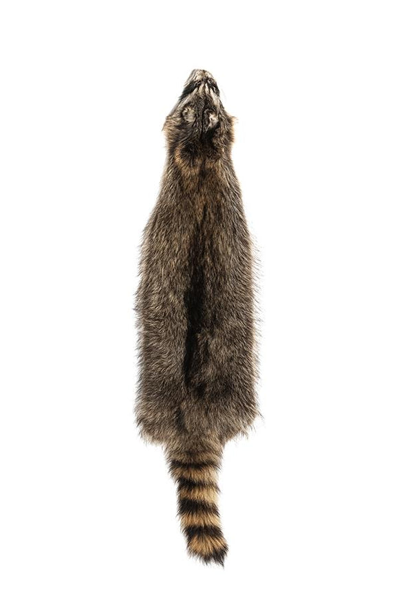 RACCOON